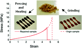 Graphical abstract: Chemically crosslinked yet reprocessable epoxidized natural rubber via thermo-activated disulfide rearrangements