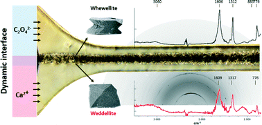 Graphical abstract: Calcium oxalate precipitation by diffusion using laminar microfluidics: toward a biomimetic model of pathological microcalcifications