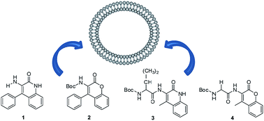 Graphical abstract: Interaction of fluorescent quinolin-2-one and coumarin derivatives including dipeptides with lipid bilayers