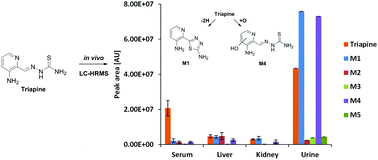 Graphical abstract: Understanding the metabolism of the anticancer drug Triapine: electrochemical oxidation, microsomal incubation and in vivo analysis using LC-HRMS