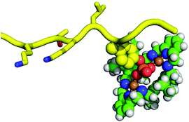 Graphical abstract: Recognition of phosphopeptides by a dinuclear copper(ii) macrocyclic complex in a water : methanol 50 : 50 v/v solution