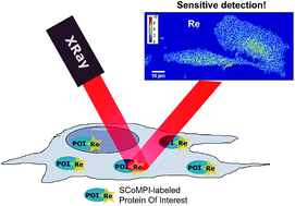 Graphical abstract: Graftable SCoMPIs enable the labeling and X-ray fluorescence imaging of proteins