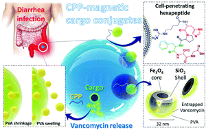 Graphical abstract: Retracted Article: Enhanced activity of vancomycin by encapsulation in hybrid magnetic nanoparticles conjugated to a cell-penetrating peptide