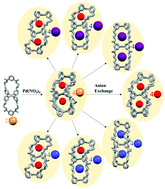 Graphical abstract: Diverse anion exchange of pliable [X2@Pd3L4]4+ double cages: a molecular ruler for recognition of polyatomic anions