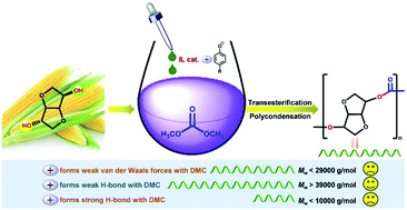 Graphical abstract: Synthesis of bioderived polycarbonates with adjustable molecular weights catalyzed by phenolic-derived ionic liquids
