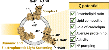 Graphical abstract: Using light scattering to assess how phospholipid–protein interactions affect complex I functionality in liposomes