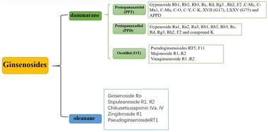 Graphical abstract: Ginsenosides can target brain-derived neurotrophic factor to improve Parkinson's disease