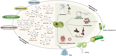 Graphical abstract: Phyllanthus emblica fruits: a polyphenol-rich fruit with potential benefits for oral management