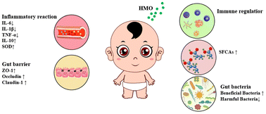 Graphical abstract: The function of human milk oligosaccharides and their substitute oligosaccharides as probiotics in gut inflammation