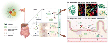 Graphical abstract: Dietary polyphenols maintain homeostasis via regulating bile acid metabolism: a review of possible mechanisms