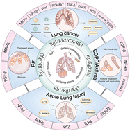 Graphical abstract: Ginsenosides: a potential natural medicine to protect the lungs from lung cancer and inflammatory lung disease