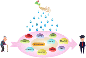 Graphical abstract: The anti-aging mechanism of ginsenosides with medicine and food homology