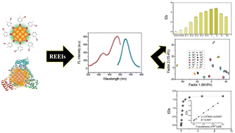 Graphical abstract: A double probe-based fluorescence sensor array to detect rare earth element ions