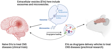 Graphical abstract: Extracellular vesicles as drug and gene delivery vehicles in central nervous system diseases