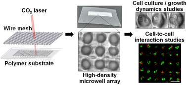 Graphical abstract: Rapid laser ablation-based fabrication of high-density polymer microwell arrays for high-throughput cellular studies