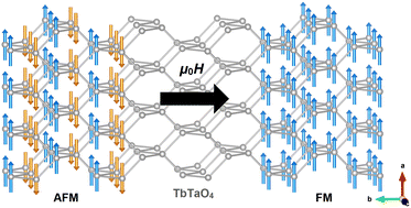Graphical abstract: Magnetoelastic coupling in the stretched diamond lattice of TbTaO4