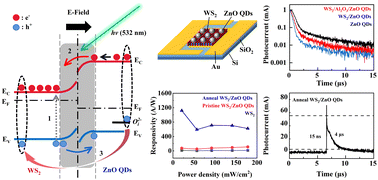 Graphical abstract: A high-performance WS2/ZnO QD heterojunction photodetector with charge and energy transfer