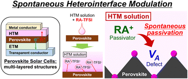 Graphical abstract: Spontaneous heterointerface modulators for perovskite solar cells
