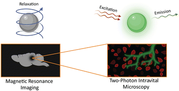 Graphical abstract: Multimodal imaging approach to track theranostic nanoparticle accumulation in glioblastoma with magnetic resonance imaging and intravital microscopy