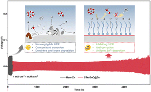 Graphical abstract: Dual-functional zincophilic–hydrophobic interfacial layer enables highly stable Zn metal anodes