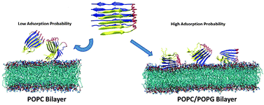 Graphical abstract: Molecular interactions of Alzheimer amyloid-β oligomers with neutral and negatively charged lipid bilayers