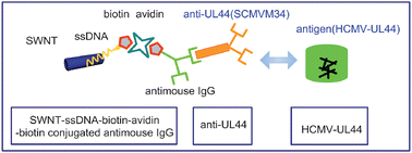 Graphical abstract: An immunoassay using biotinylated single-walled carbon nanotubes as Raman biomarkers