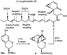 Graphical abstract: Total synthesis of (+)-scyphostatin featuring an enantioselective and highly efficient route to the side-chain via Zr-catalyzed asymmetric carboalumination of alkenes (ZACA)