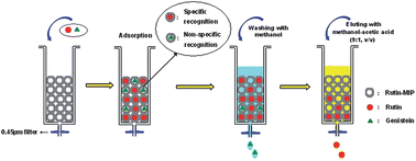 Graphical abstract: Molecularly imprinted polymer for solid-phase extraction of rutin in complicated traditional Chinese medicines