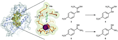 Graphical abstract: Structural and biochemical basis for the firm chemo- and regioselectivity of the nitro-forming N-oxygenase AurF