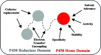Graphical abstract: Cytochromes P450 as useful biocatalysts: addressing the limitations