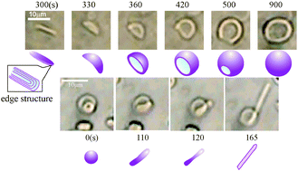 Graphical abstract: Vesicle growth and deformation in a surfactant solution below the Krafft temperature