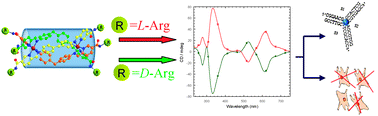 Graphical abstract: Arginine conjugates of metallo-supramolecular cylinders prescribe helicity and enhance DNA junction binding and cellular activity