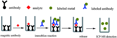 Graphical abstract: Magnetic quantitative immunoanalysis of carcinoembryonic antigen by ICP-MS with mercury labels