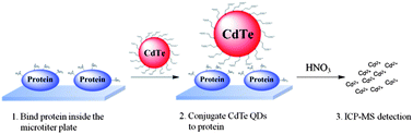 Graphical abstract: Inductively coupled plasma mass spectrometry for determination of total urinary protein with CdTe quantum dots label