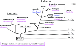 Graphical abstract: The future of/for vanadium