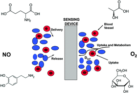 Graphical abstract: A review of flux considerations for in vivo neurochemical measurements