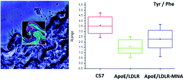 Graphical abstract: Identification of a biochemical marker for endothelial dysfunction using Raman spectroscopy