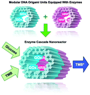 Graphical abstract: A modular DNA origami-based enzyme cascade nanoreactor