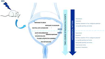 Graphical abstract: Comparative proteomic analyses of urine from rat urothelial carcinoma chemically induced by exposure to N-butyl-N-(4-hydroxybutyl)-nitrosamine