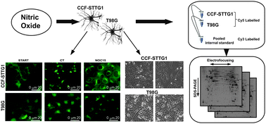 Graphical abstract: Proteomic analysis of human glioblastoma cell lines differently resistant to a nitric oxide releasing agent