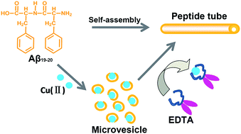 Graphical abstract: Self-assembly of Cu(ii) with amyloid β19–20 peptide: relevant to Alzheimer's disease