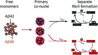 Graphical abstract: The Aβ40 and Aβ42 peptides self-assemble into separate homomolecular fibrils in binary mixtures but cross-react during primary nucleation