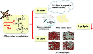 Graphical abstract: EPA-enriched phospholipids ameliorate cancer-associated cachexia mainly via inhibiting lipolysis