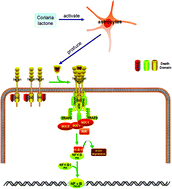 Graphical abstract: Plant species forbidden in health food and their toxic constituents, toxicology and detoxification