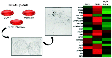 Graphical abstract: Glucagon-like peptide 1 protects INS-1E mitochondria against palmitate-mediated beta-cell dysfunction: a proteomic study