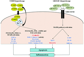 Graphical abstract: Molecular effects of supraphysiological doses of doping agents on health