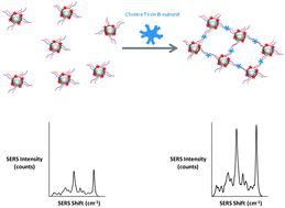 Graphical abstract: Mixed-monolayer glyconanoparticles for the detection of cholera toxin by surface enhanced Raman spectroscopy