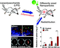 Graphical abstract: Nanoparticle distribution during systemic inflammation is size-dependent and organ-specific