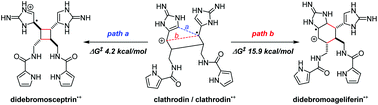 Graphical abstract: Syntheses of sceptrins and nakamuric acid and insights into the biosyntheses of pyrrole–imidazole dimers