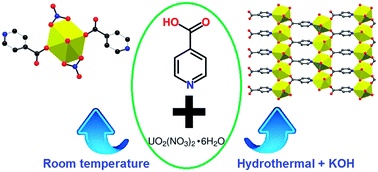 Graphical abstract: Uranium(vi) complexes with isonicotinic acid: from monomer to 2D polymer with unique U–N bonding